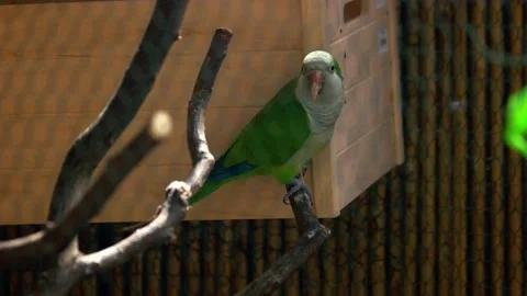 Cute green parrot is sitting on tree branch behind wire mesh. Video stock 196270346