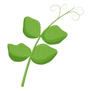 Cute green pea leaf isolated on white background. Vegetarian food. Flat vector Illustrazione stock