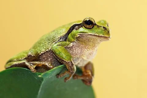 Cute green tree frog on a leaf ( Hyla arborea ) Stock Photos
