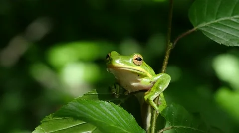 Cute Green Tree Frog perched on vetegation Vídeo Stock 63122143