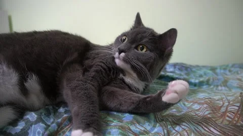 Cute Grey and White Cat Lying on a Colorful Patterned Bedspread Stock Footage 320573232