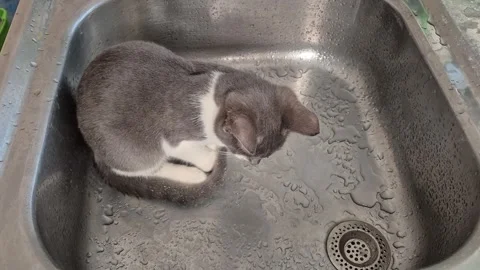 A cute grey and white cat curled up asleep in a wet stainless steel sink Stock Footage 330761640