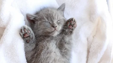 Cute grey British kitten sleeping on white blanket . The concept of cute pet Stock Footage 170488057