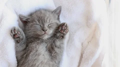 Cute grey British kitten sleeping on a white blanket . The concept of cute pe Stock Footage 170488087
