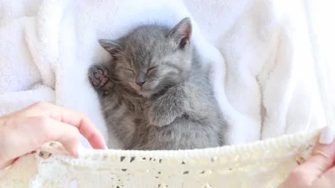 Cute grey British kitten sleeping on a white blanket . The concept of cute pe Stock Footage 170488096