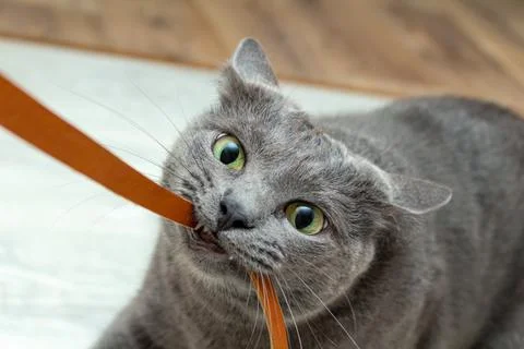 Cute grey cat biting playing leather cord wire very expressive angry playful 스톡 사진