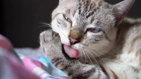 Cute grey cat cleaning itself at indoors. Stock Footage 153880214