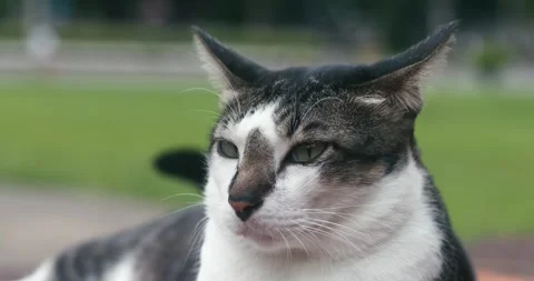 Cute grey cat lying on the ground, close up. Young street cat resting in nature Stock Footage 249755730