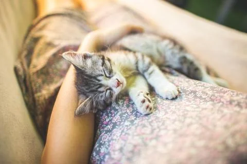 Cute grey cat lying on its owner's knees, close up view. Woman in a dress wit Stock Photos
