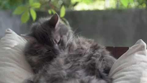 Cute grey cat lying outdoors on nice and sunny autumn day 库存影片 139373640