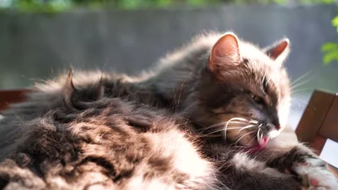 Cute grey cat lying outdoors on nice and sunny autumn day 库存影片 148333872