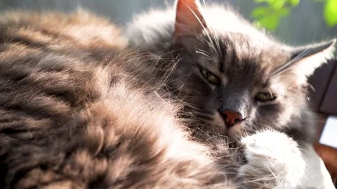 Cute grey cat lying outdoors on nice and sunny autumn day Vídeo Stock 249113527