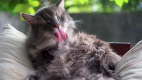 Cute grey cat lying outdoors on nice and sunny autumn day Stock Footage 252301235