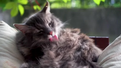Cute grey cat lying outdoors on nice and sunny autumn day Stock-Footage 252376862