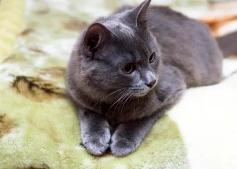 Cute grey cat lying on the sofa Stock Photos