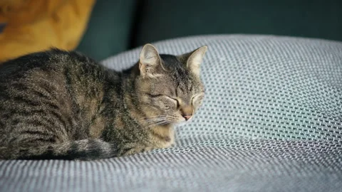 Cute grey cat napping on the couch Stock Footage 270284927