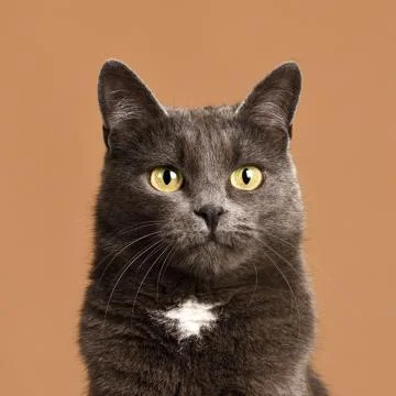 Cute grey cat Stock Photos