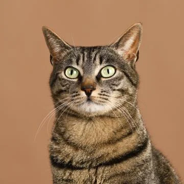 Cute grey cat Foto stock