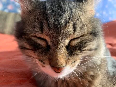 Cute grey cat Foto stock