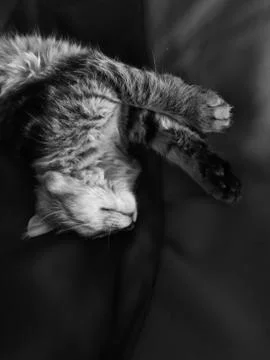 Cute grey cat Stock Photos