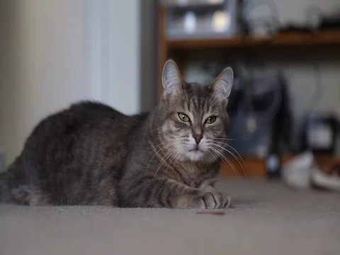 Cute grey cat playing indoor hunting Stock Footage 85109888