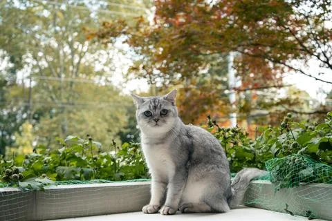 Cute grey cat posing on a balcony with lush green plants behind it. Stock Photos