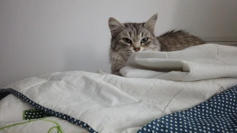 Cute grey cat on a sofa, siberian pet Vídeo Stock 128224360