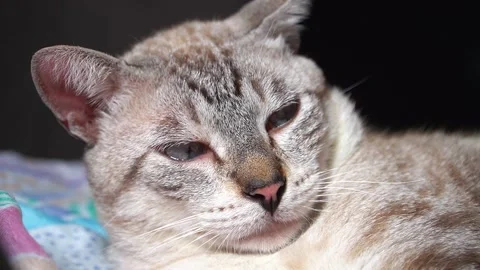 Cute grey cat taking a rest. Stock Footage 154280835