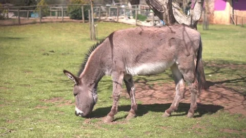Cute grey donkey eating grass in a farm pasture Vídeos de archivo 332554055