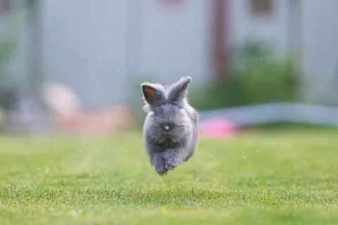Cute grey fluffy rabbit running on grass backyard. Stock Photos