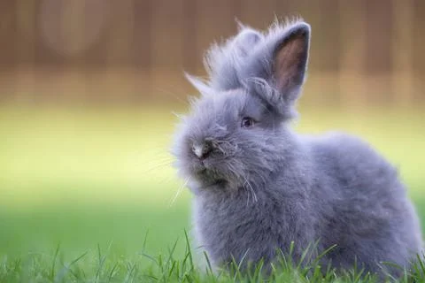 Cute grey fluffy rabbit sitting on grass backyard. Stock Photos