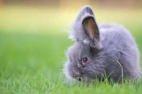 Cute grey fluffy rabbit sitting on grass backyard. Stock Photos