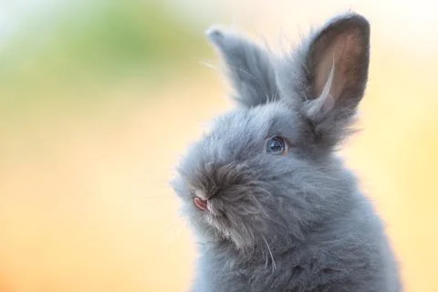 Cute grey fluffy rabbit sitting on grass backyard. Stock Photos