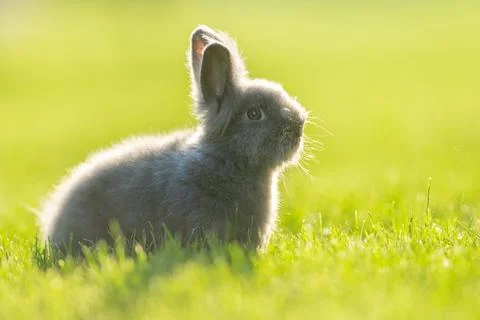Cute grey fluffy rabbit sitting on grass backyard. Stock Photos