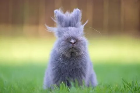 Cute grey fluffy rabbit sitting on grass backyard. Stock Photos