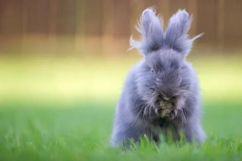 Cute grey fluffy rabbit sitting on grass backyard. Stock Photos