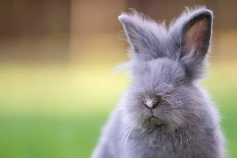Cute grey fluffy rabbit sitting on grass backyard. Stock Photos