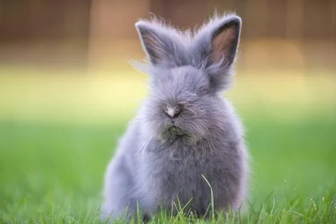 Cute grey fluffy rabbit sitting on grass backyard. Stock Photos