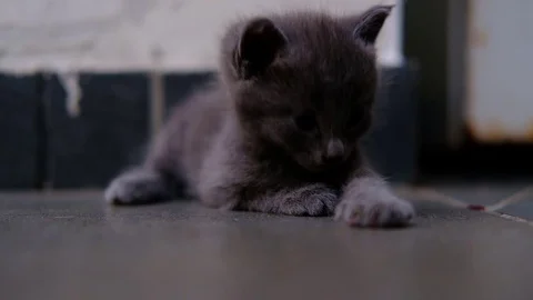 Cute grey kitten lying on the floor Stock Footage 78570468