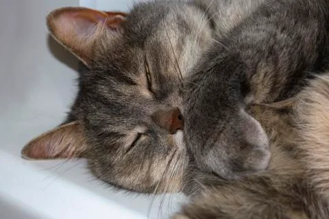 Cute grey kitten lying on it's side Stock Photos