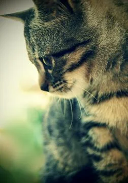 Cute Grey Kitten Foto stock