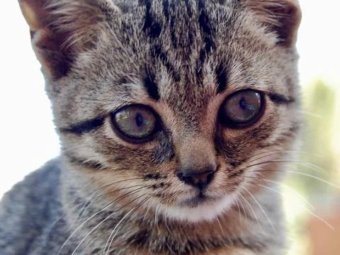 Cute Grey Kitten Foto stock