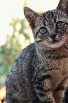 Cute Grey Kitten Stock Photos