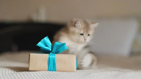 Cute grey kitten playing with gift box. Vídeos de archivo 286077473