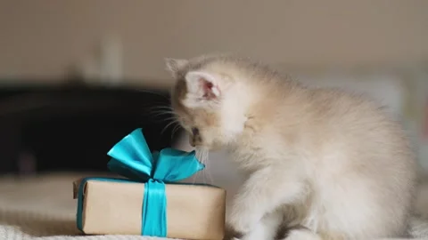 Cute grey kitten playing with gift box. Stock Footage 287303655