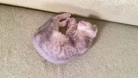 Cute Grey Kitten Sleeping Curled Up on Carpet Stock Footage 336469759