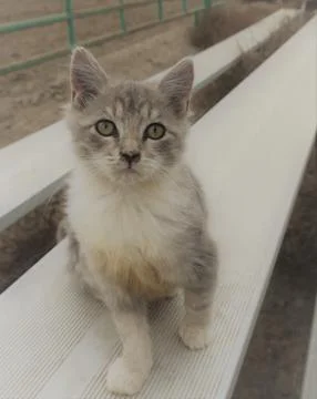 Cute grey kitten staring into camera. Stock Photos