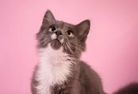 Cute Grey Kitten watching the camera pink backgrounds Stock Photos