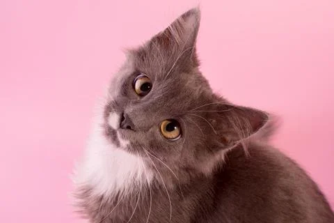 Cute Grey Kitten watching the camera pink backgrounds Stock Photos