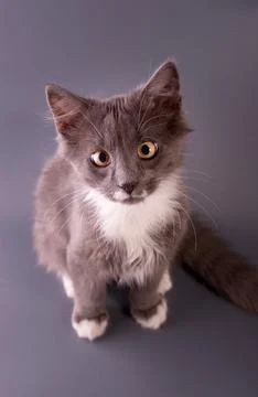 Cute Grey Kitten watching the camera gray background of Banner with copy space. Stock Photos